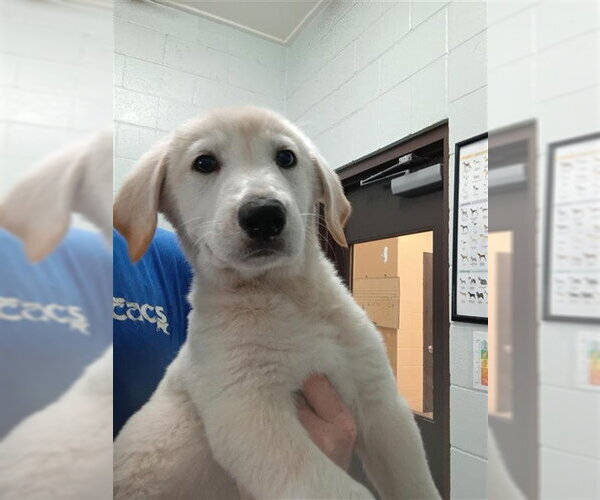Medium Photo #1 Labrador Retriever-Unknown Mix Puppy For Sale in Corpus Christi, TX, USA