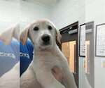 Small Labrador Retriever Mix