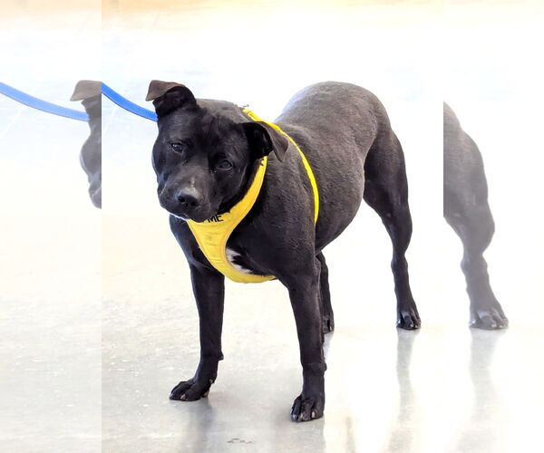 Medium Photo #2 Bulldog Puppy For Sale in Milner, GA, USA