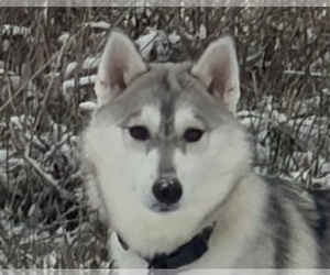 Siberian Husky Puppy for sale in MOUNT VERNON, IL, USA