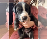Puppy Zoey Great Dane