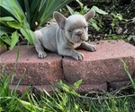 Small Photo #7 French Bulldog Puppy For Sale in COLORADO SPRINGS, CO, USA
