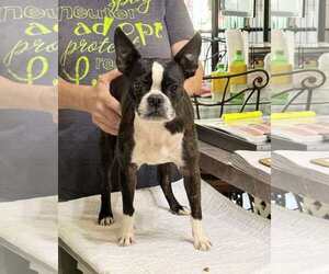 Boston Terrier Dogs for adoption in Benton, LA, USA