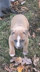 American Pit Bull Terrier Puppy for sale in DARDEN, TN, USA