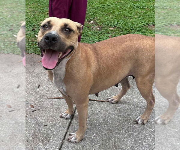 Medium Photo #4 Mutt Puppy For Sale in Pompano Beach , FL, USA