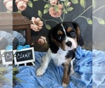 Small #1 Cavalier King Charles Spaniel