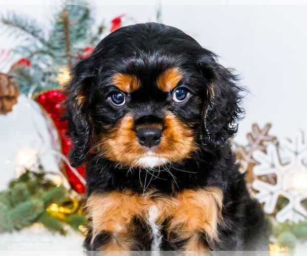 Medium Photo #15 Cavalier King Charles Spaniel Puppy For Sale in WAKARUSA, IN, USA
