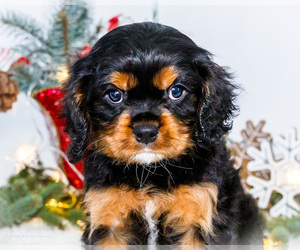 Medium Cavalier King Charles Spaniel