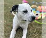 Small #1 Lab-Pointer