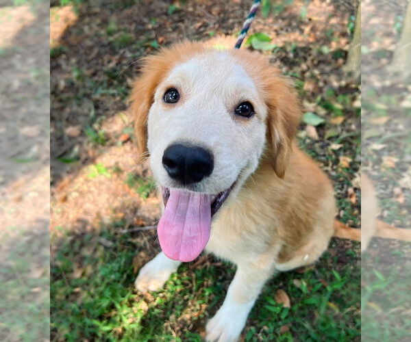 Medium Photo #8 Great Pyrenees Puppy For Sale in Spring, TX, USA