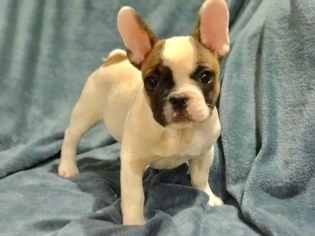 French Bulldog Puppy for sale in HAMMOND, OR, USA