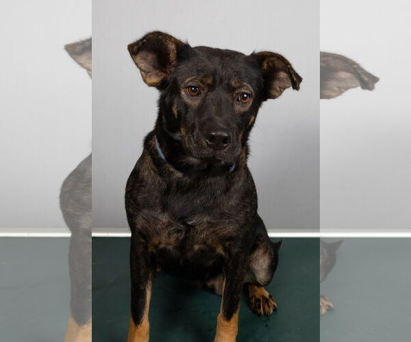 Medium Photo #1 Beagle-Unknown Mix Puppy For Sale in Frenchburg, KY, USA