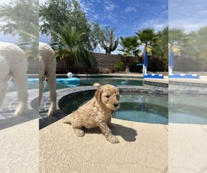 Poodle (Standard) Puppy for sale in MARICOPA, AZ, USA