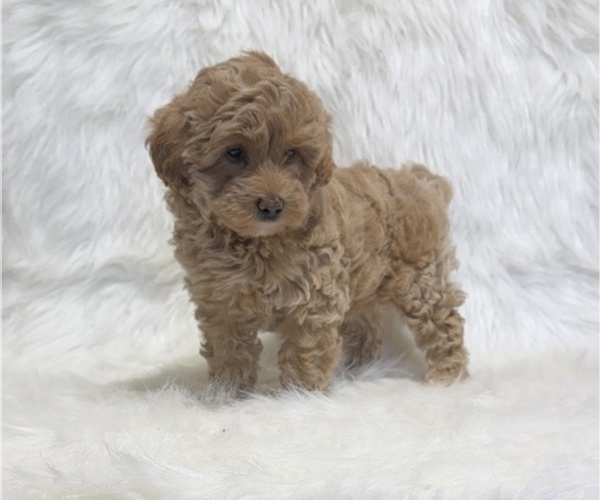 Medium Photo #5 Goldendoodle (Miniature) Puppy For Sale in WITHEE, WI, USA