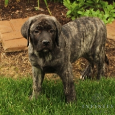 Mastiff Puppy for sale in GAP, PA, USA