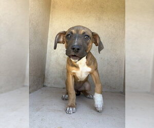 Mutt Dogs for adoption in Oklahoma City, OK, USA