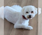 Small Bichon Frise