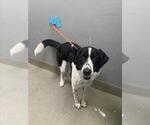 Small Pointer Mix
