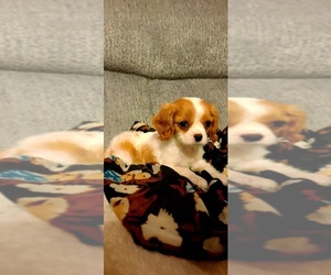 Cavalier King Charles Spaniel Puppy for sale in CANTON, TX, USA