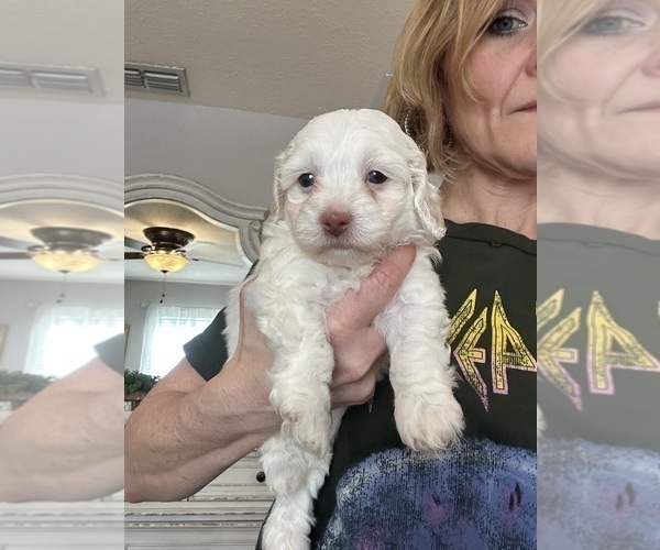 Medium Photo #9 Cock-A-Poo Puppy For Sale in OCALA, FL, USA