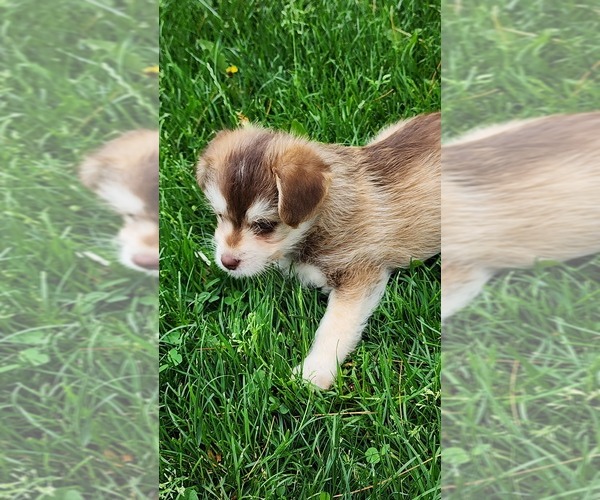 Medium Photo #13 Alaskan Klee Kai-Pomeranian Mix Puppy For Sale in GREENWOOD, WI, USA