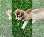 Small #3 Alaskan Klee Kai-Pomeranian Mix