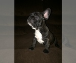 Small Photo #11 French Bulldog Puppy For Sale in MEADVILLE, PA, USA