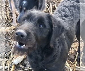 Labradoodle Puppy for sale in CRAIG, NE, USA