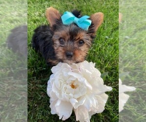 Yorkshire Terrier Puppy for Sale in GREENWOOD, Indiana USA