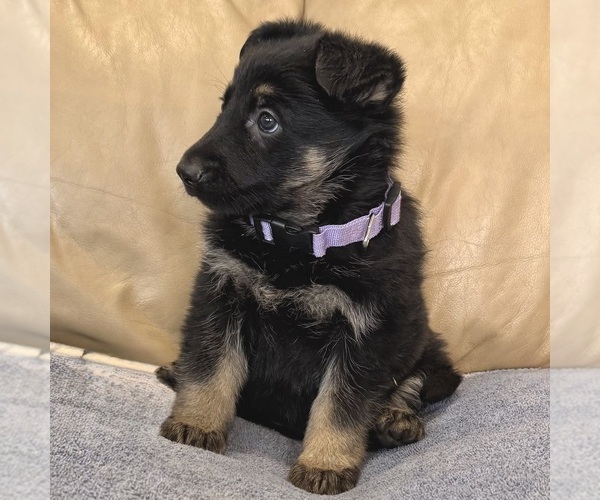 Medium Photo #14 German Shepherd Dog Puppy For Sale in BRIGHTON, CO, USA