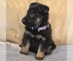 Small #13 German Shepherd Dog