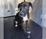 PETUNIA - Female Labrador Retriever-Unknown Mix Dog for Adoption - Small photo