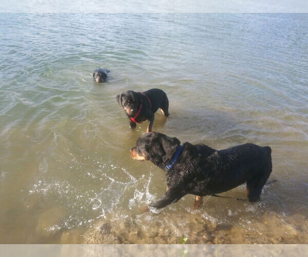 Medium Photo #5 Rottweiler Puppy For Sale in Gilbert, AZ, USA