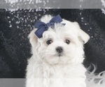 Puppy Vanico AKC Maltese