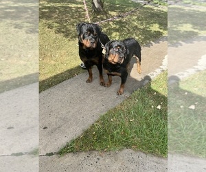 Mother of the Rottweiler puppies born on 11/09/2024