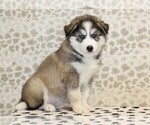 Small Photo #4 Pomsky Puppy For Sale in DENVER, PA, USA
