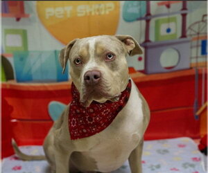 Catahoula Leopard Dog-Unknown Mix Dogs for adoption in Placerville, CA, USA