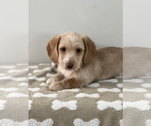 Medium Photo #1 Dachshund Puppy For Sale in BEECH GROVE, IN, USA