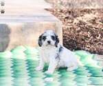 Small Photo #4 Cavapoo Puppy For Sale in MILLERSBURG, PA, USA