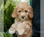 Small #2 Poodle (Miniature)