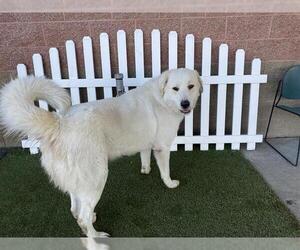 Great Pyrenees Dogs for adoption in Modesto, CA, USA