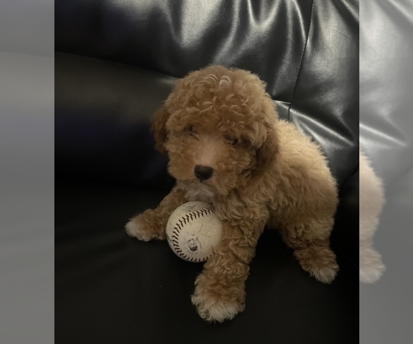 Medium Photo #2 Poodle (Toy) Puppy For Sale in MATTOON, IL, USA