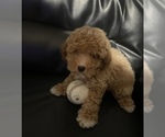 Small #1 Poodle (Toy)