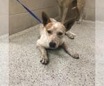 FAY - Female Mutt Dog for Adoption - Small photo
