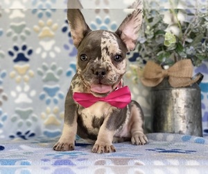 Medium French Bulldog