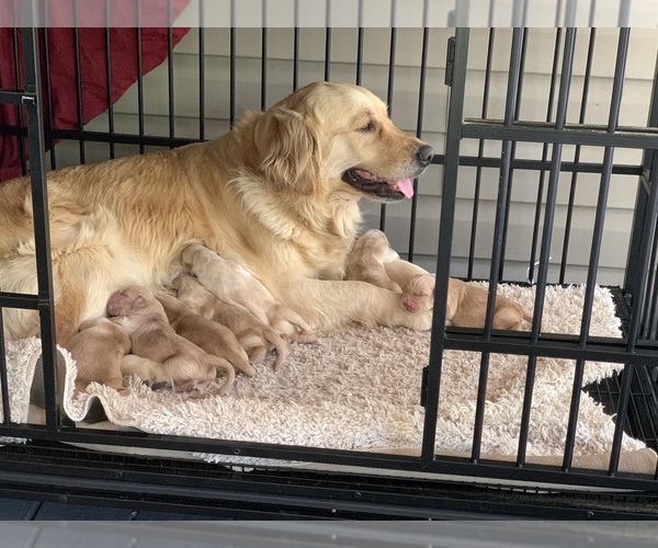 Medium Photo #20 Golden Retriever Puppy For Sale in THOMSON, GA, USA