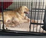 Small #19 Golden Retriever