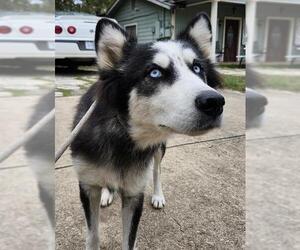 Siberian Husky-Unknown Mix Dogs for adoption in San Antonio, TX, USA