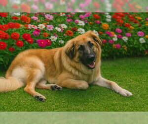 Medium Golden Retriever