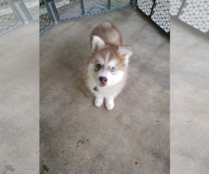 Siberian Husky Puppy for sale in SALEM, SC, USA
